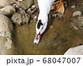 鳥 アヒル あひる 68047007