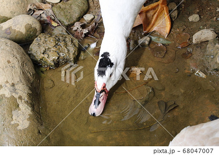 鳥 アヒル あひる 68047007