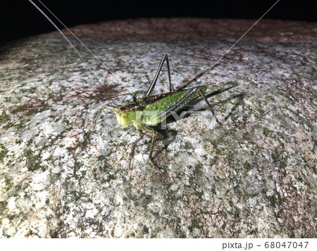 ヤブキリ Tettigonia orientalis ♀ 68047047