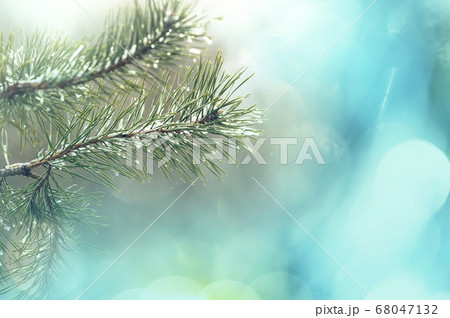 Frozen tree Frozen tree 68047132