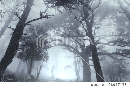 Fog in the forest Fog in the forest 68047133