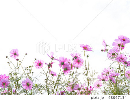 ピンク色のコスモスの花 白背景の写真素材