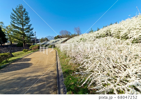 寺ヶ池公園のユキヤナギ 68047252