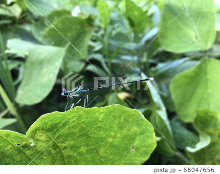 モノサシトンボ Copera annulata ♂ 68047656