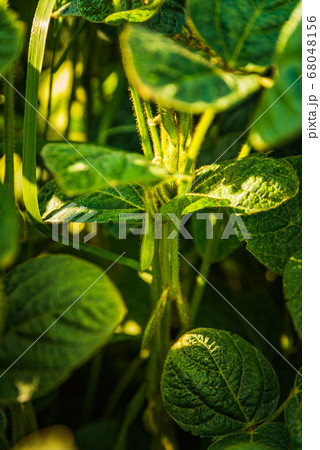 Closeup of green leaves of soybean plant 68048156