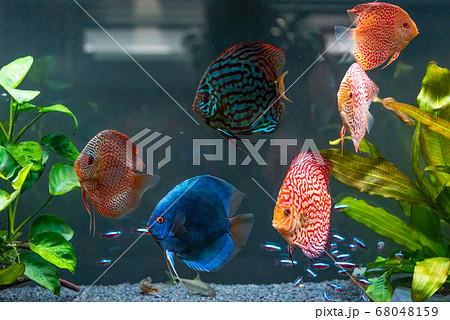 Colorful fish from the spieces Symphysodon discus Colorful fish from the spieces Symphysodon discus 68048159