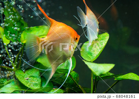 Pairof Gold Pterophyllum Scalare guarding eggs. 68048161