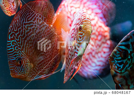 Colorful fish from the spieces Symphysodon discus 68048167
