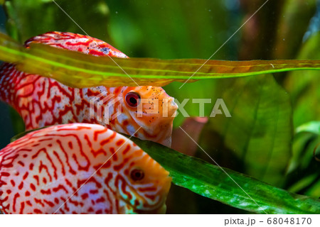 Colorful fish from the spieces Symphysodon discus 68048170