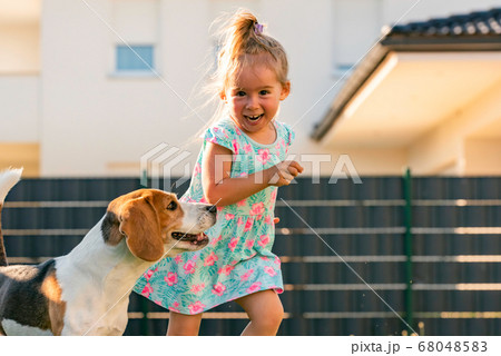 Baby girl running with beagle dog in backyard in 68048583