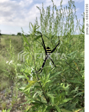 コガネグモ Argiope amoena コガネグモ Argiope amoena 68048590