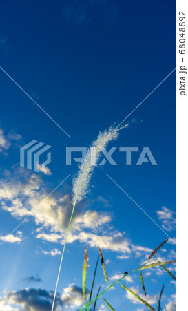 grass gold with blue sky grass gold with blue sky 68048892