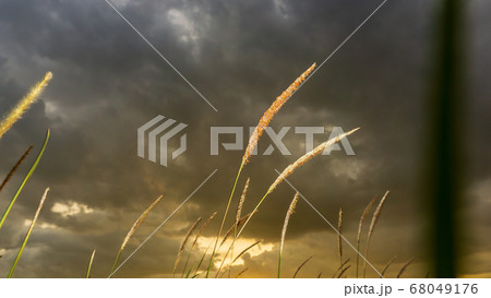 grass gold with the dark sky grass gold with the dark sky 68049176