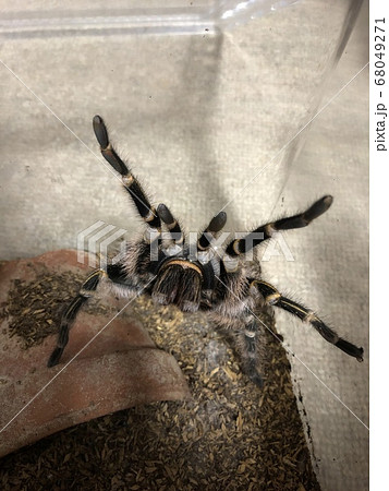 タランチュラ チャコジャイアントゴールデンニー Grammostola pulchripes タランチュラ チャコジャイアントゴールデンニー Grammostola pulchripes 68049271