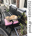 街中のベンチでピンクのクッションに座る猫 68049502