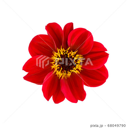 Dahlia flower. Red Dahlia flower isolated on white Dahlia flower. Red Dahlia flower isolated on white 68049790