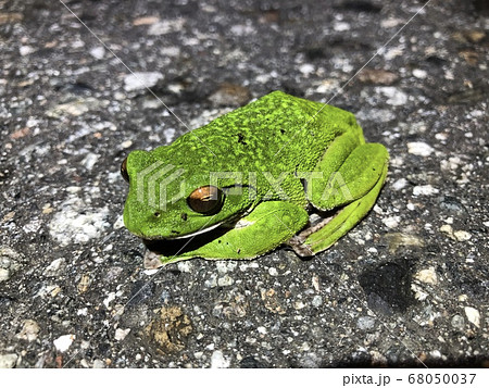 モリアオガエル Rhacophorus Arboreusの写真素材