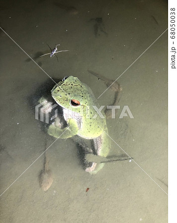 モリアオガエル Rhacophorus arboreus 68050038