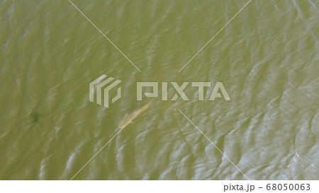 泳ぐ魚 真上から 泳ぐ魚 真上から 68050063