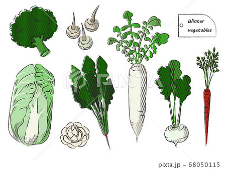 日本の冬野菜のイラスト Japanese Winter Vegetablesのイラスト素材 [68050115] - Pixta
