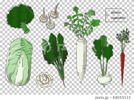 日本の冬野菜のイラスト Japanese Winter Vegetablesのイラスト素材