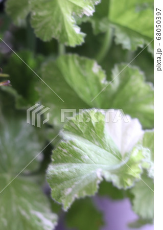 ゼラニウム 68050397