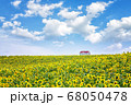 植物 花 ヒマワリ 68050478