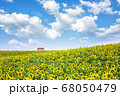 植物 花 ヒマワリ 68050479