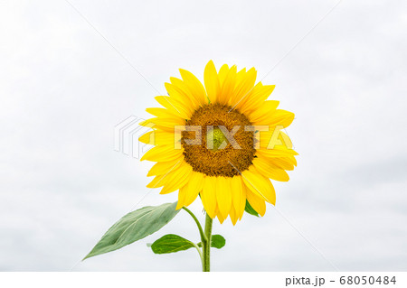植物 花 ヒマワリ 68050484