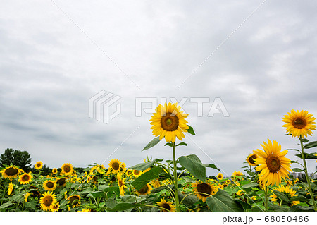 植物 花 ヒマワリ 68050486