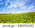 植物 花 ヒマワリ 68050492