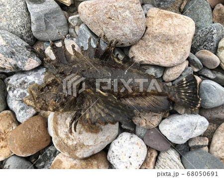 オニオコゼ Inimicus japonicus オニオコゼ Inimicus japonicus 68050691