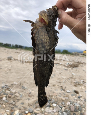 オニオコゼ Inimicus japonicus オニオコゼ Inimicus japonicus 68050696