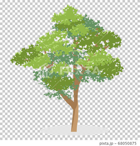 Vector illustration cut of a slightly photorealistic tree with shading 68050875