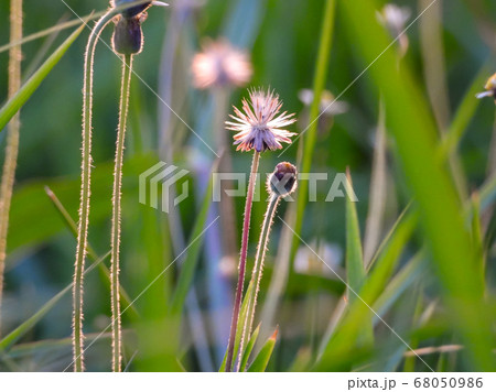 field of grass during sunset 68050986