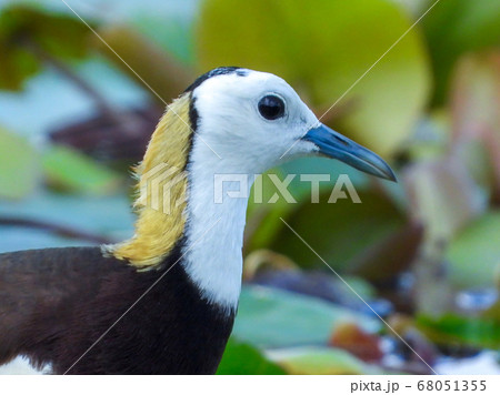 close up pheasant-tailed jacana in nature close up pheasant-tailed jacana in nature 68051355