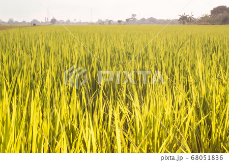 Rice fields terraces with fresh young rice, in Thailand 68051836