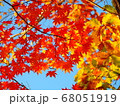 紅葉 68051919