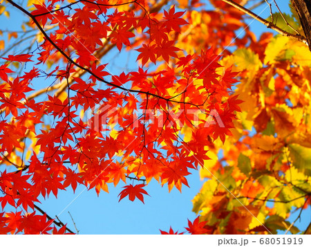 紅葉 68051919