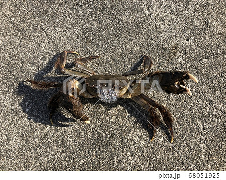 モクズガニ Eriocheir japonica モクズガニ Eriocheir japonica 68051925