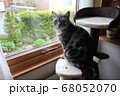 アメリカンショートヘア 68052070