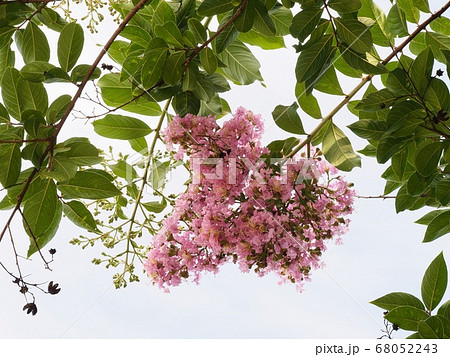 サルスベリの花 サルスベリの花 68052243