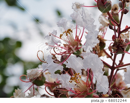 白いサルスベリの花 68052244