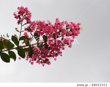 サルスベリの花 サルスベリの花 68052353
