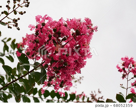サルスベリの花 68052359