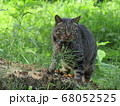 森を散歩するキジトラ猫 68052525