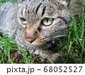 緑の原っぱでひと休み中のねこ 68052527