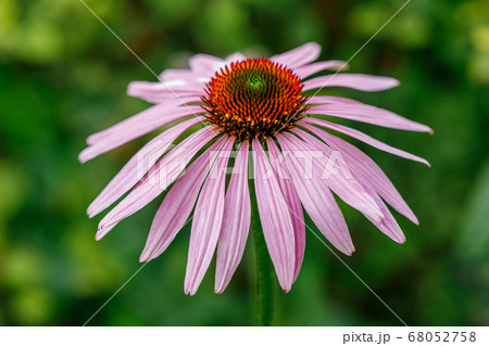 Growing flower of Echinacea Purpurea 68052758