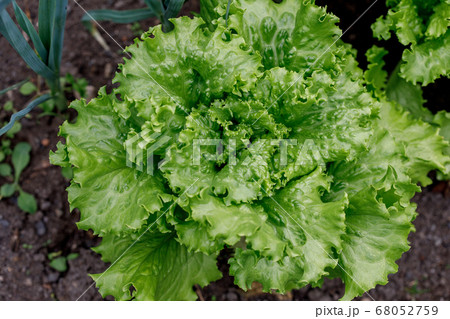 Fresh green lettuce leaves, close up, top view Fresh green lettuce leaves, close up, top view 68052759