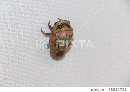 クマゼミが羽化する様子を観察③ 68052791